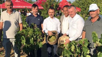 Başkan Büyükakın, İzmit’te  üzüm hasadına katıldı