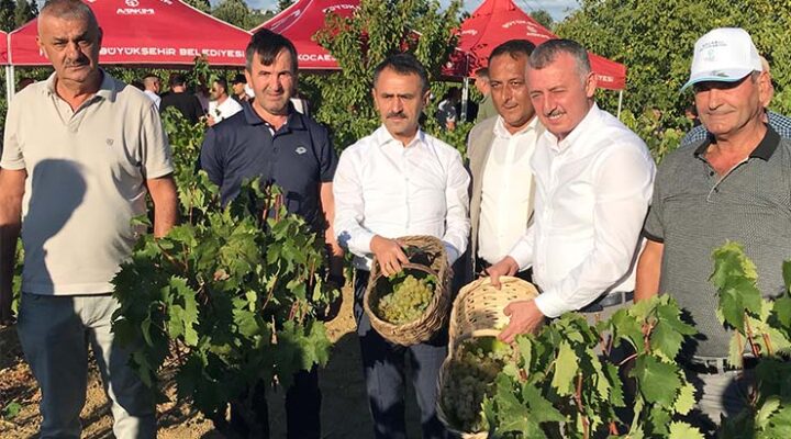 Başkan Büyükakın, İzmit’te  üzüm hasadına katıldı