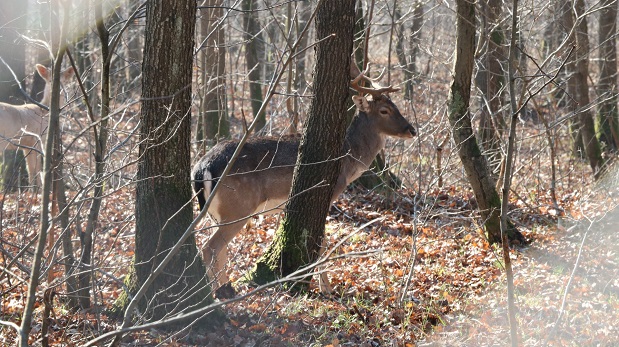 Doğal Yaşam Parkı Doğal Hayata Hazırlanıyor